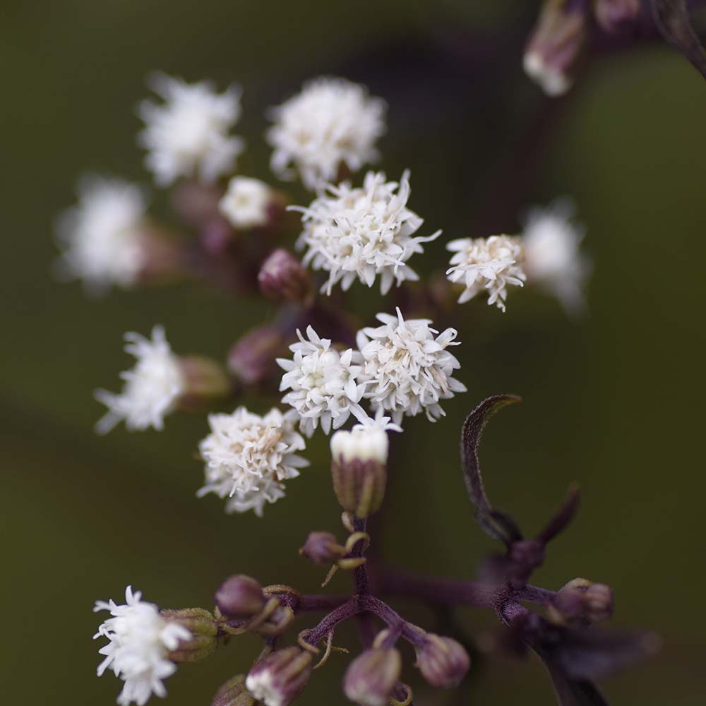 Koninginnekruid  Chocolate (biologisch)