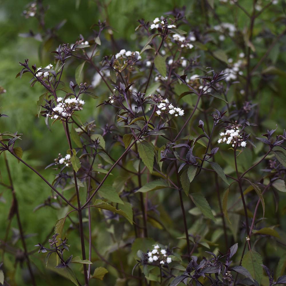Koninginnekruid  Chocolate (biologisch)