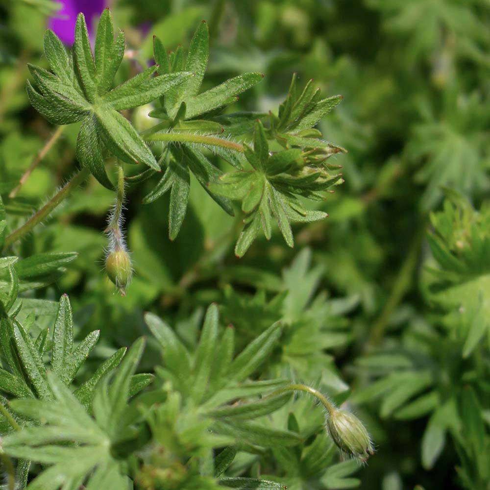 Ooievaarsbek sanguineum (biologisch)