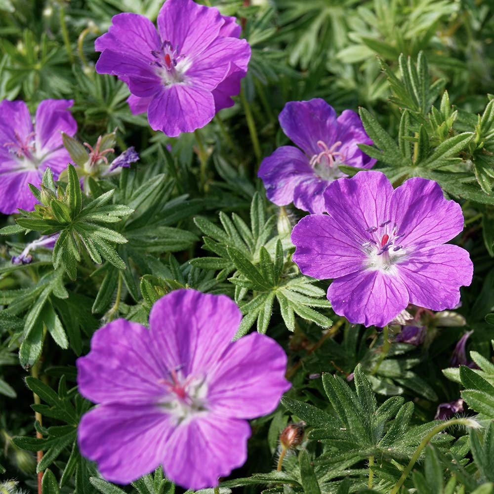 Ooievaarsbek sanguineum (biologisch)