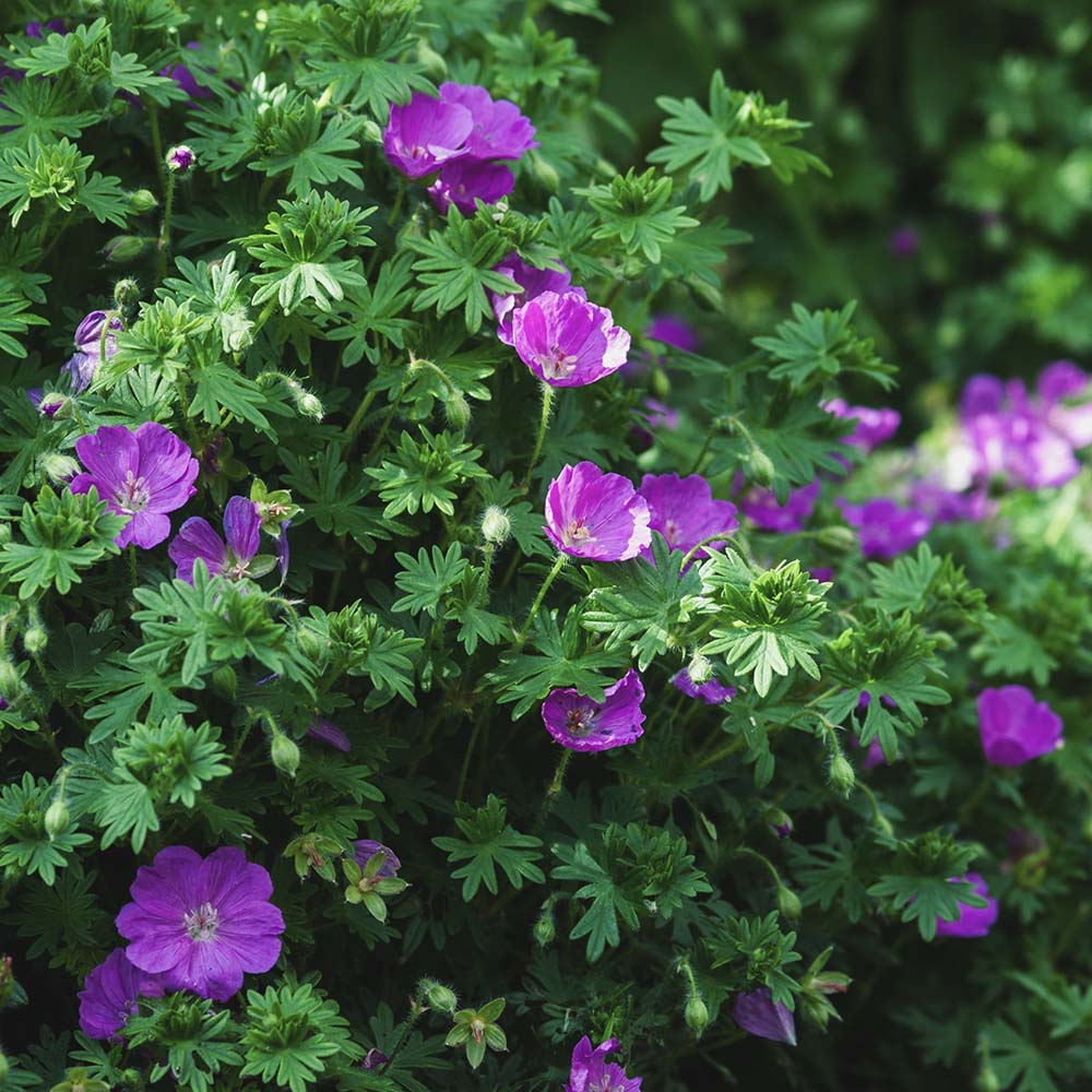 Ooievaarsbek sanguineum (biologisch)