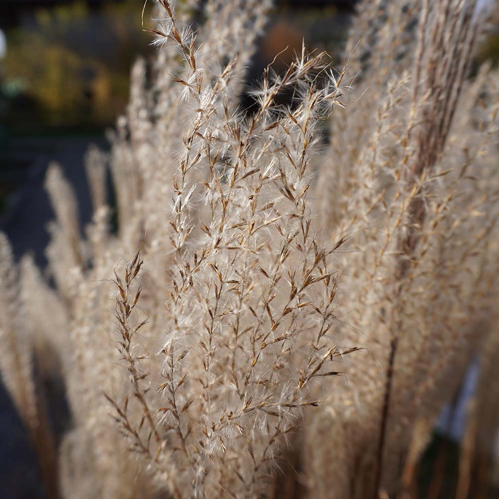 Prachtriet Kleine Silberspinne (biologisch)