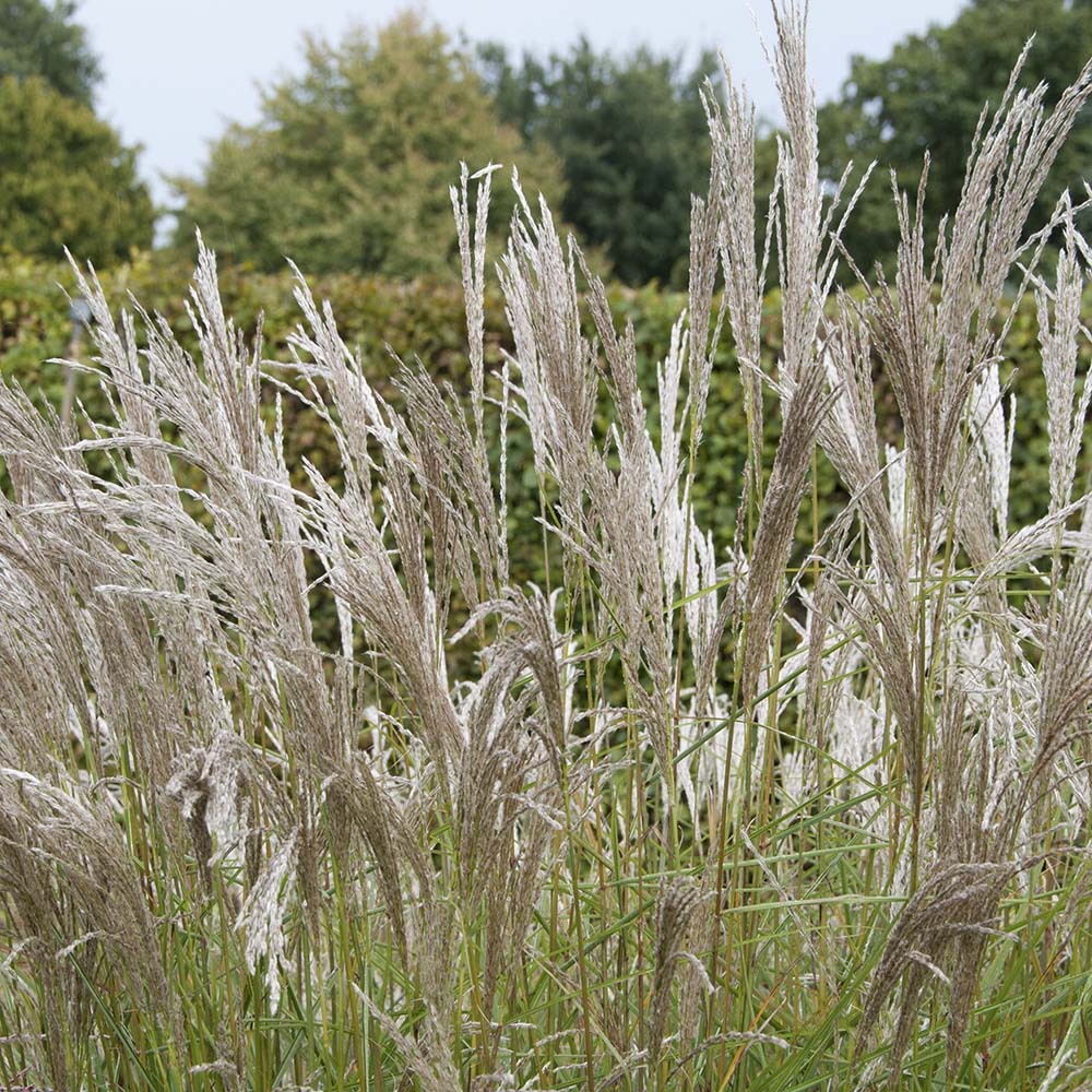 Prachtriet Kleine Silberspinne (biologisch)