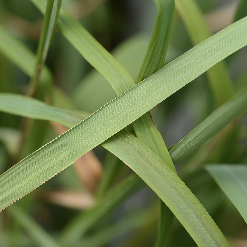 Pijpestrootje Moorhexe (biologisch)