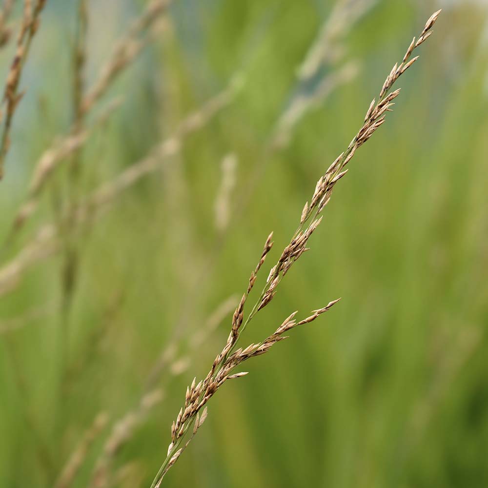 Pijpestrootje Moorhexe (biologisch)