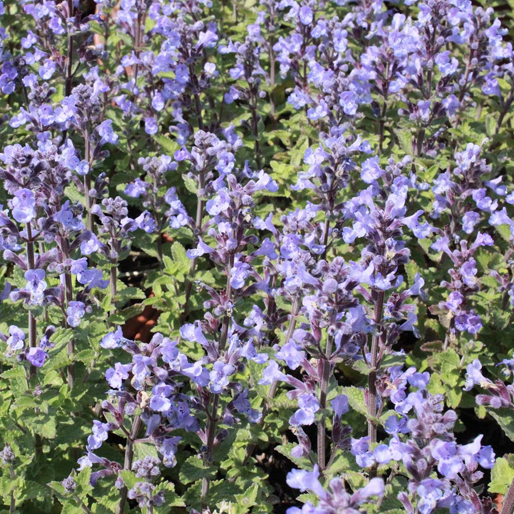 Kattenkruid Purssian Blue (biologisch)