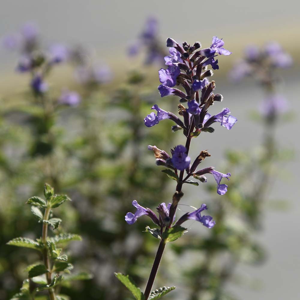 Kattenkruid Purssian Blue (biologisch)