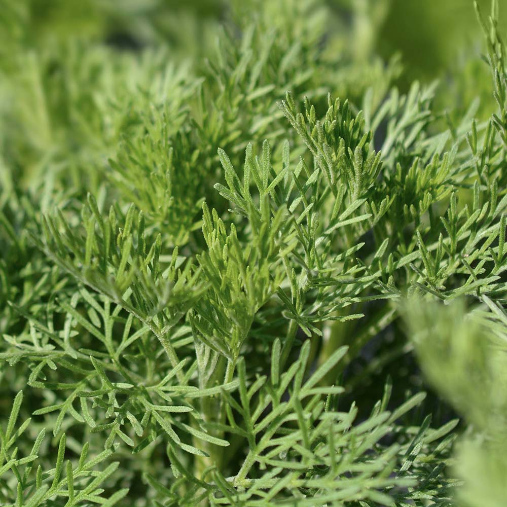 Colakruid (biologisch)