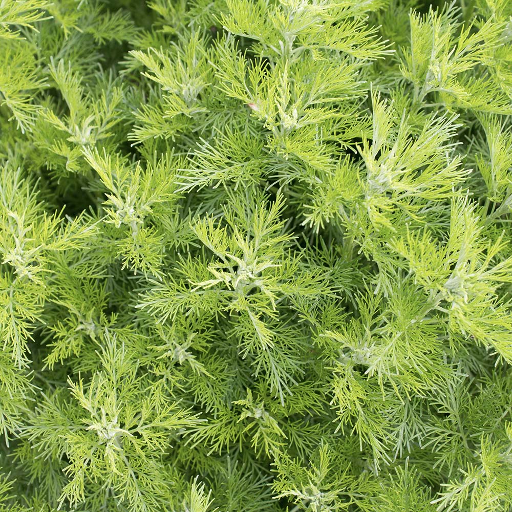 Colakruid (biologisch)