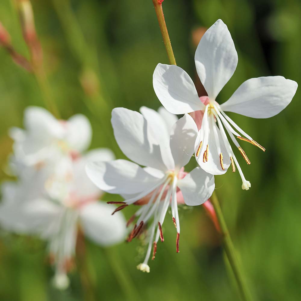 Prachtkaars Sparkle White (biologisch)