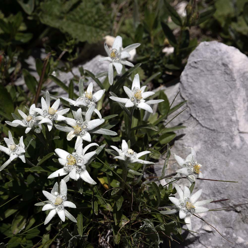Edelweis (biologisch)