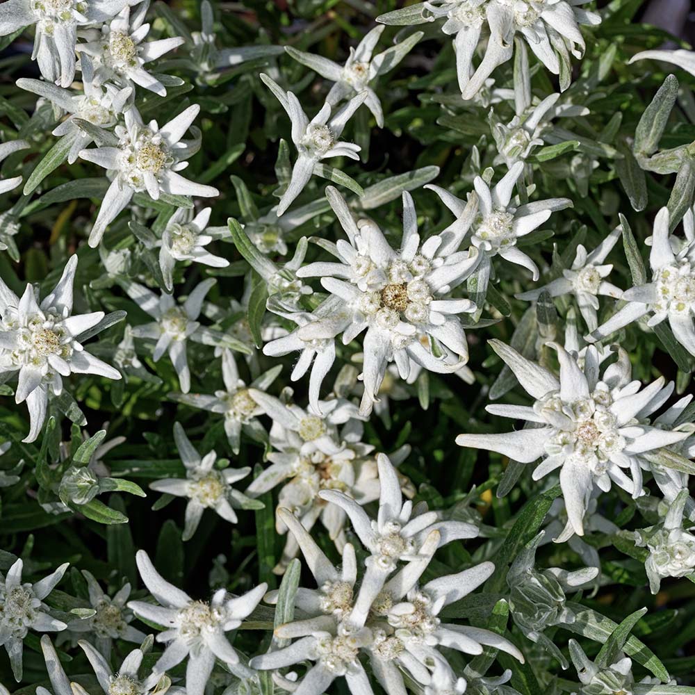 Edelweis (biologisch)