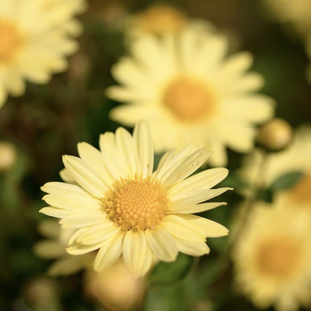 Margriet Goldfinch (biologisch)