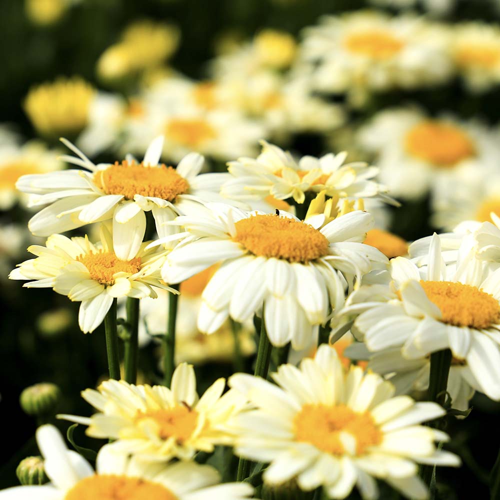 Margriet Goldfinch (biologisch)