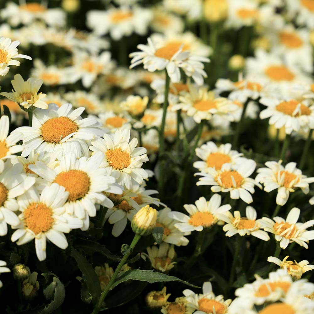 Margriet Goldfinch (biologisch)