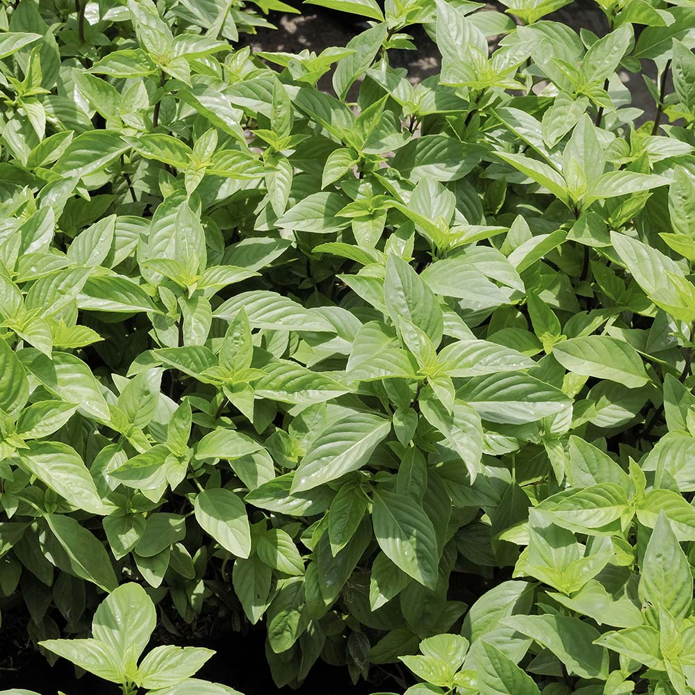 Koningskruid (biologisch)