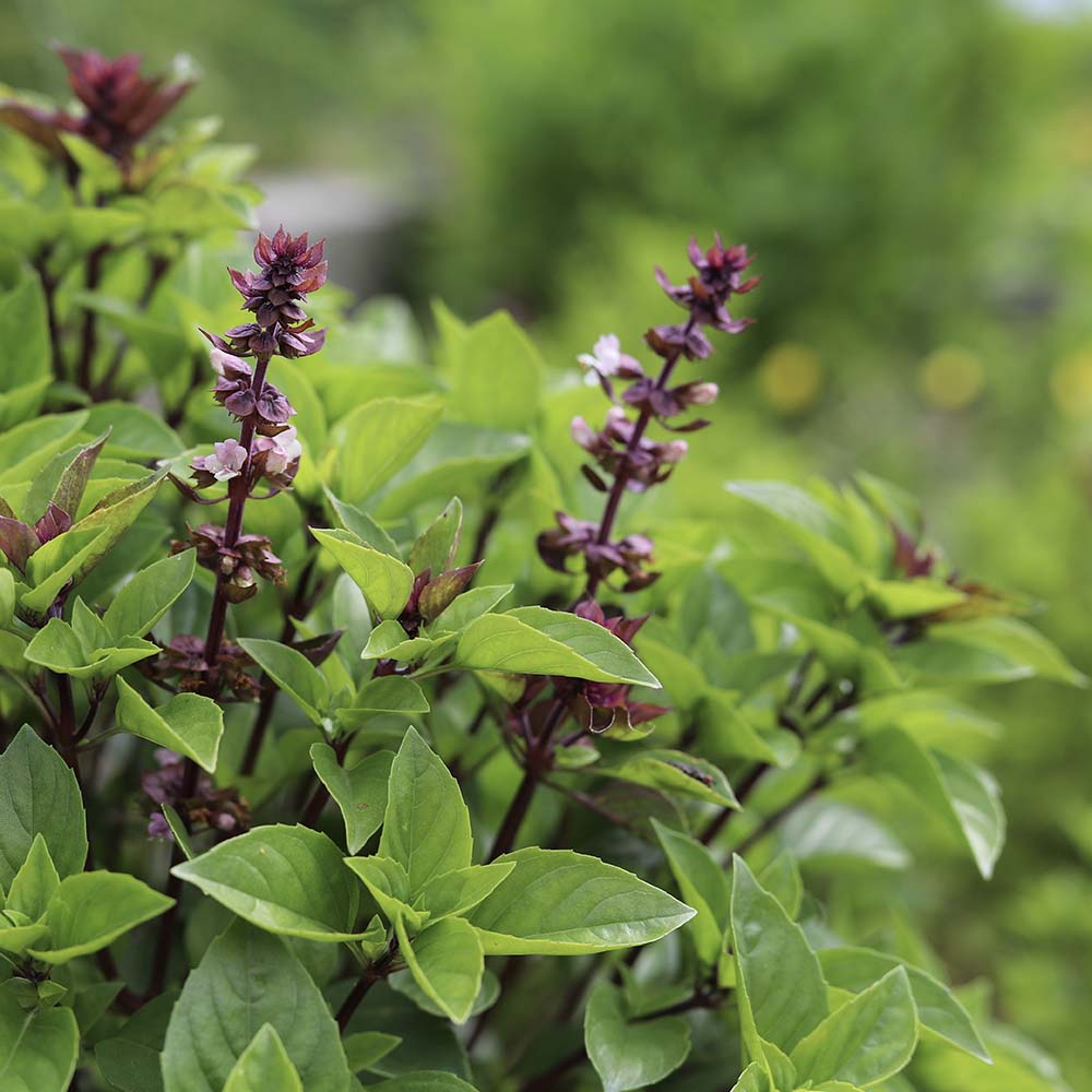 Koningskruid (biologisch)