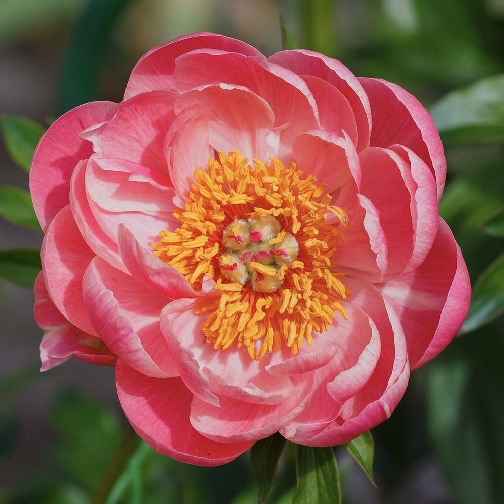 Pioenrozen Coral Sunset (biologisch)