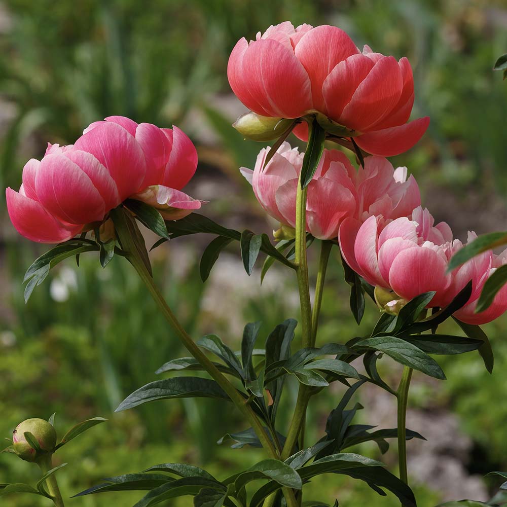 Pioenrozen Coral Sunset (biologisch)