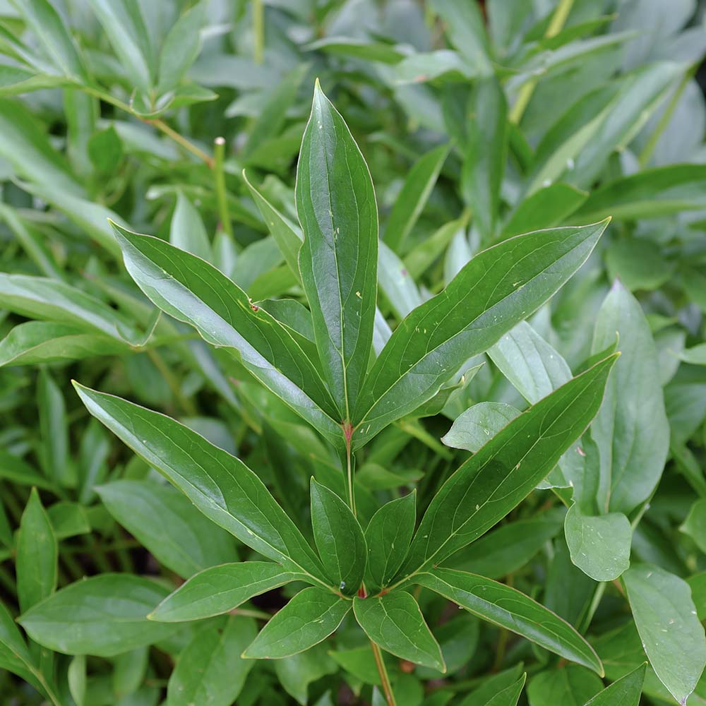 Pioenrozen Karl Rosenfield (biologisch)