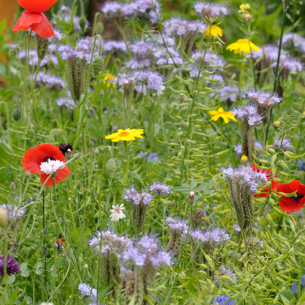 Butterfly Flower Seed Mix 25g