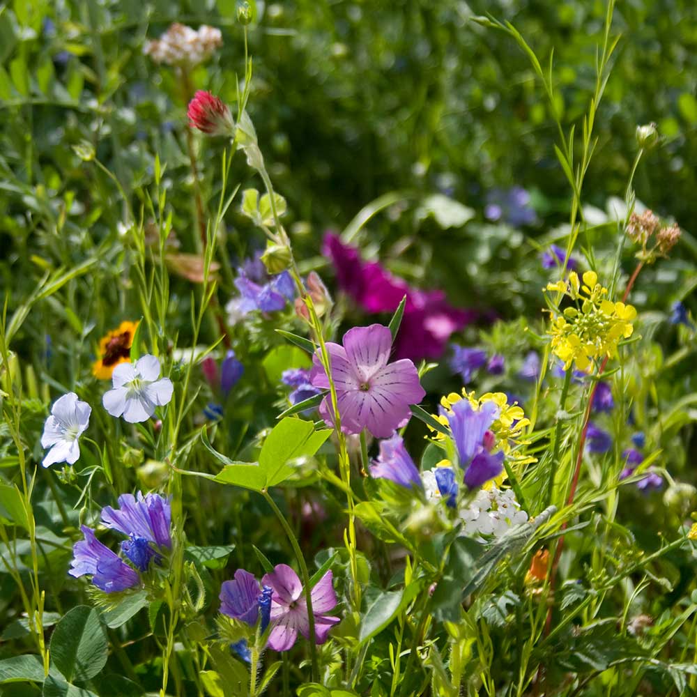 Butterfly Flower Seed Mix 25g