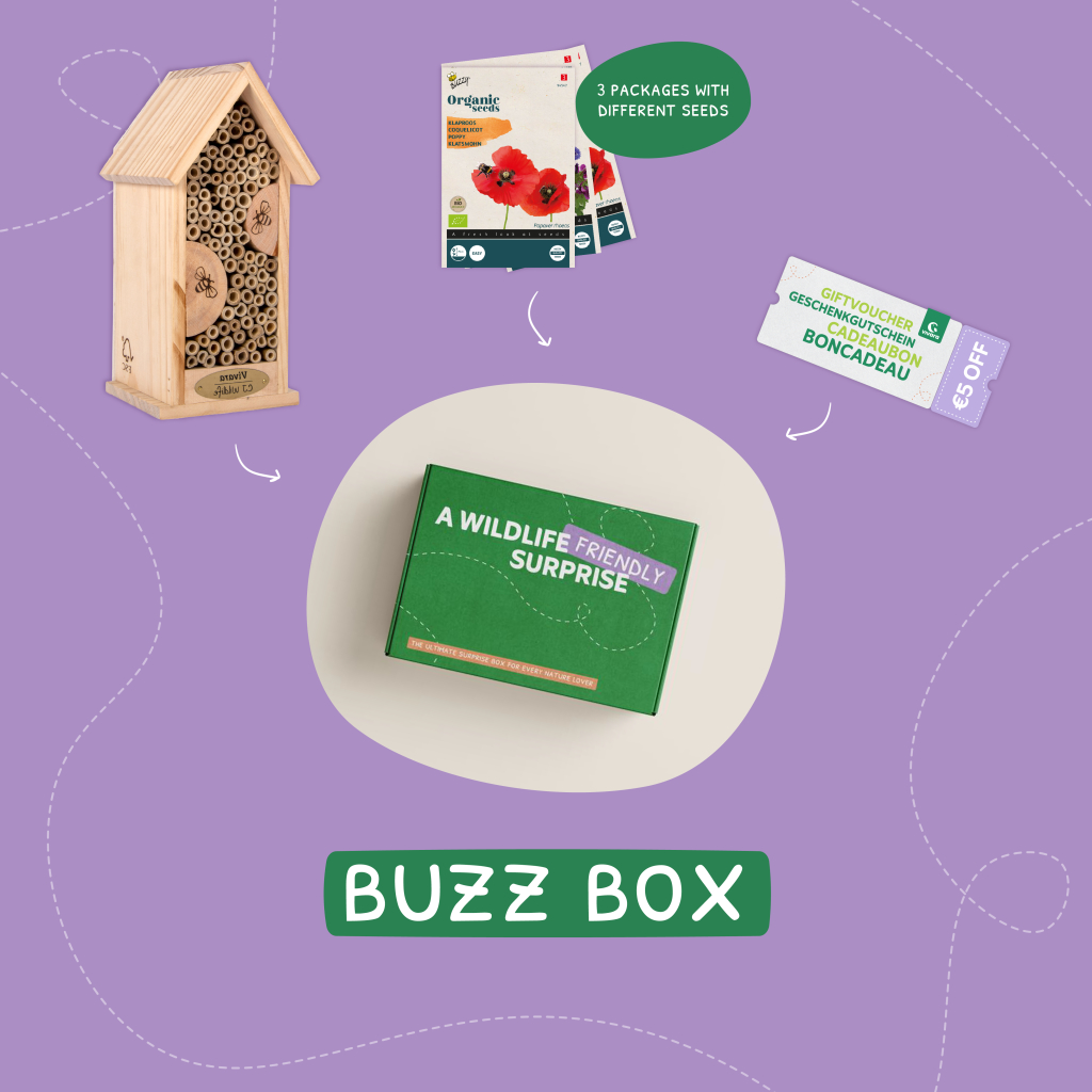 Coffret cadeau - Buzz Box