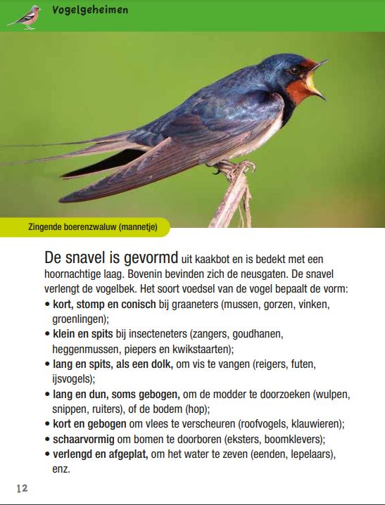 Vogelgids voor kids