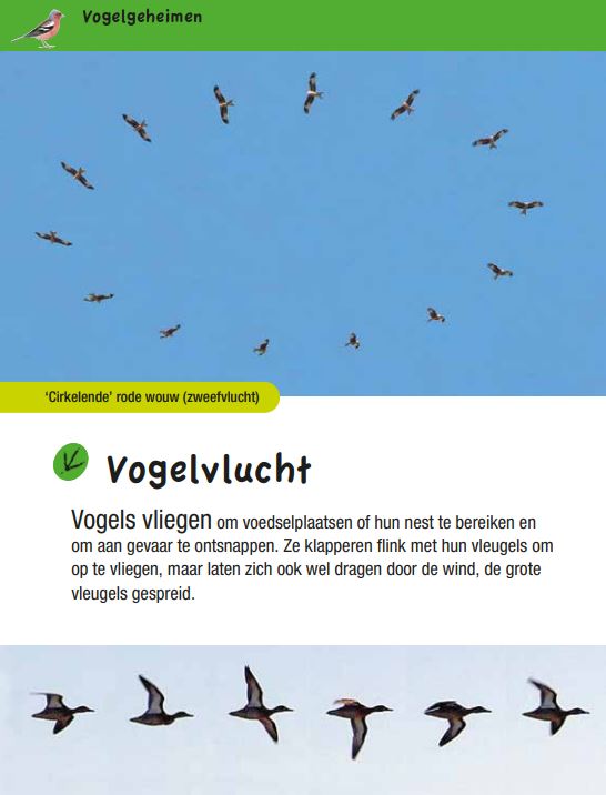 Vogelgids voor kids