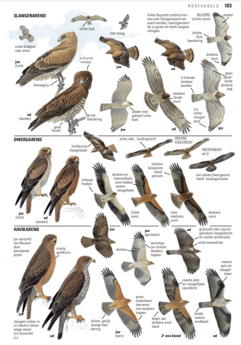 ANWB vogelgids van Europa