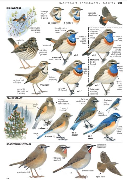 ANWB vogelgids van Europa