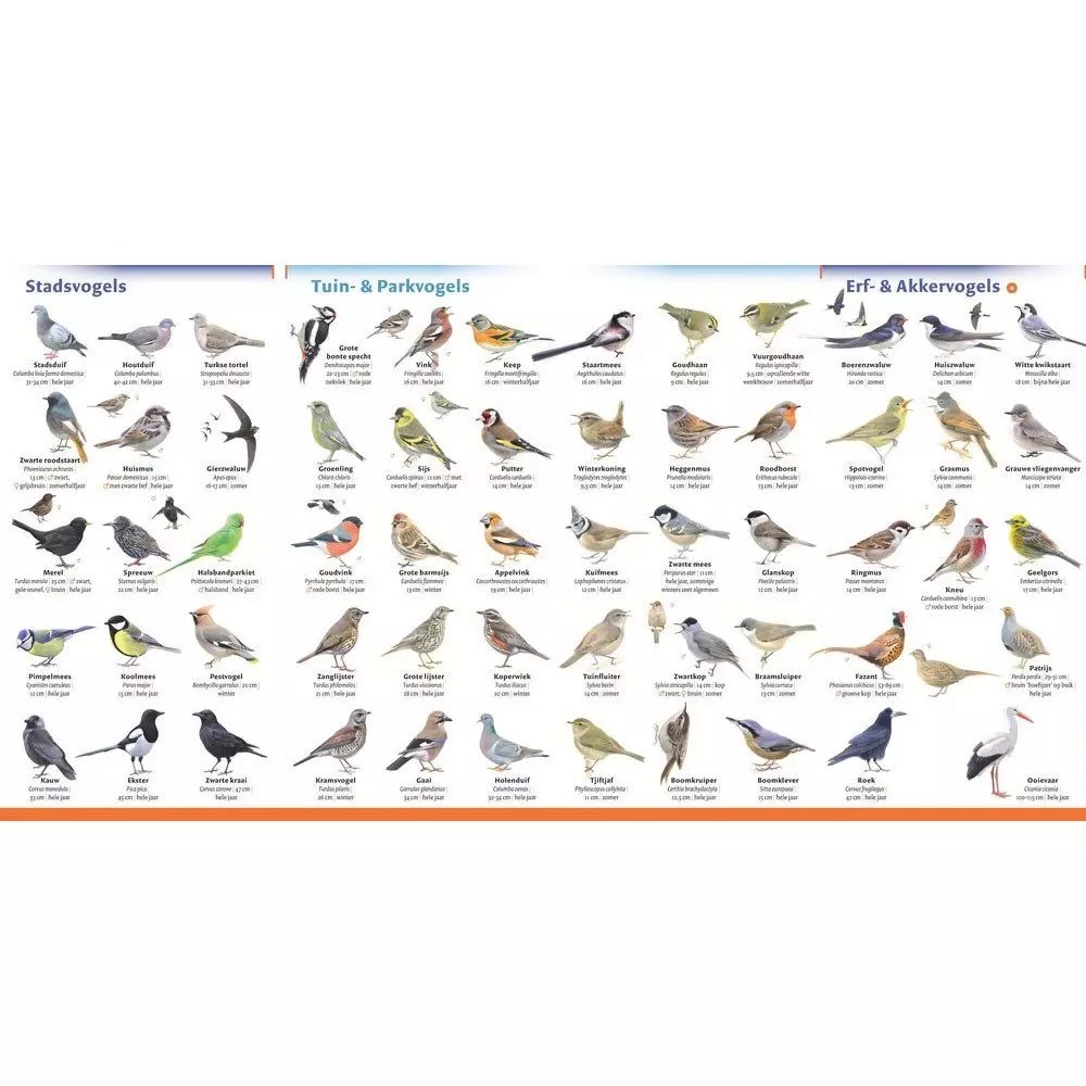 Minigids Vogels van Nederland en België