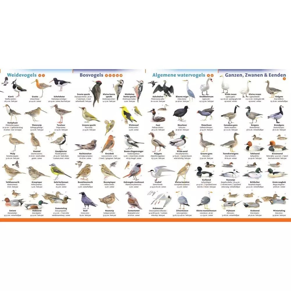 Minigids Vogels van Nederland en België