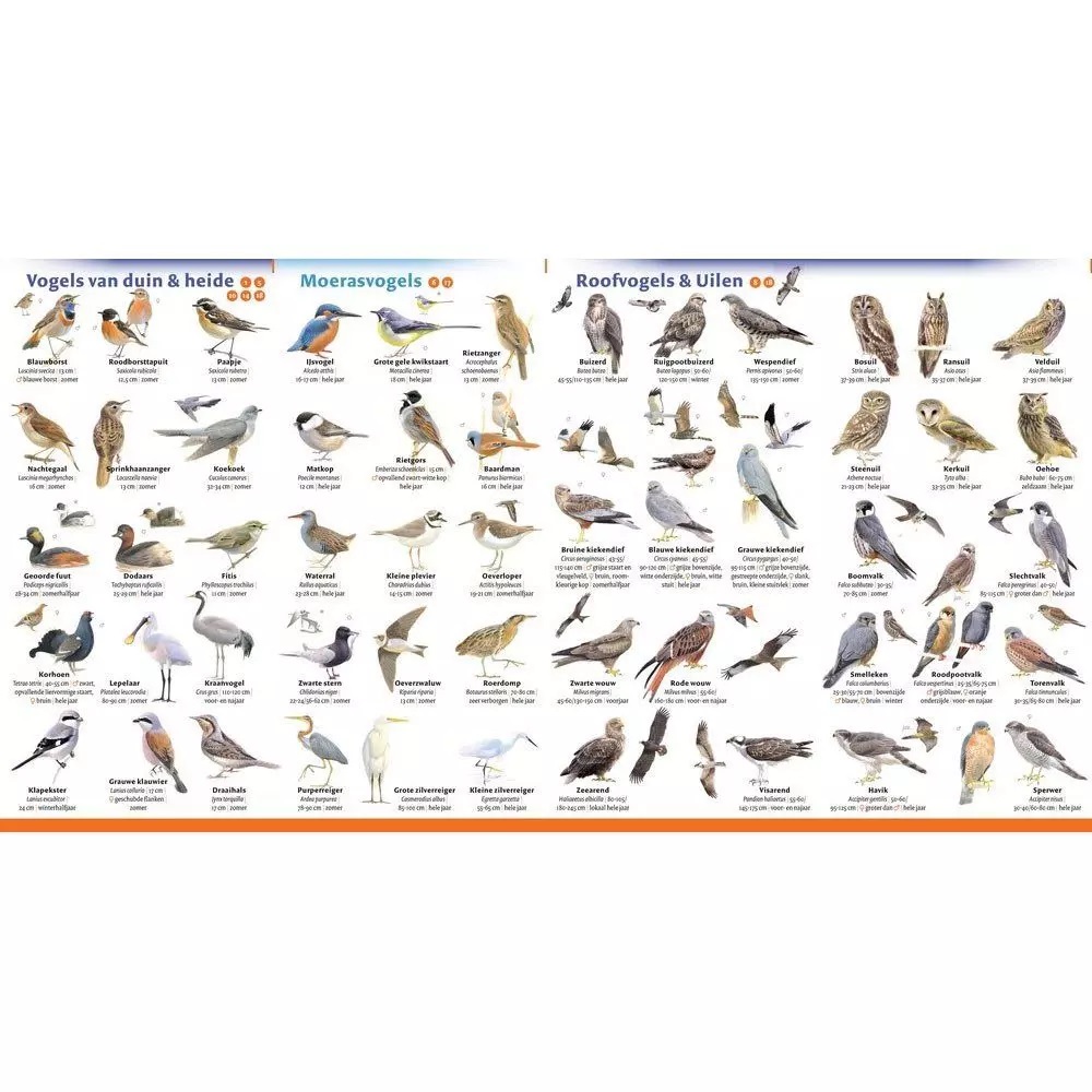 Minigids Vogels van Nederland en België