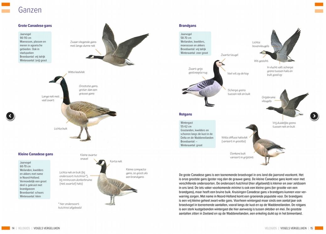 Veldgids vogels vergelijken