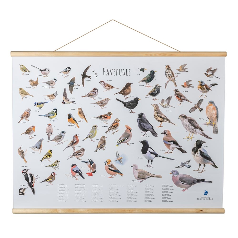 Fugle plakat - Elwin Van der Kolk 