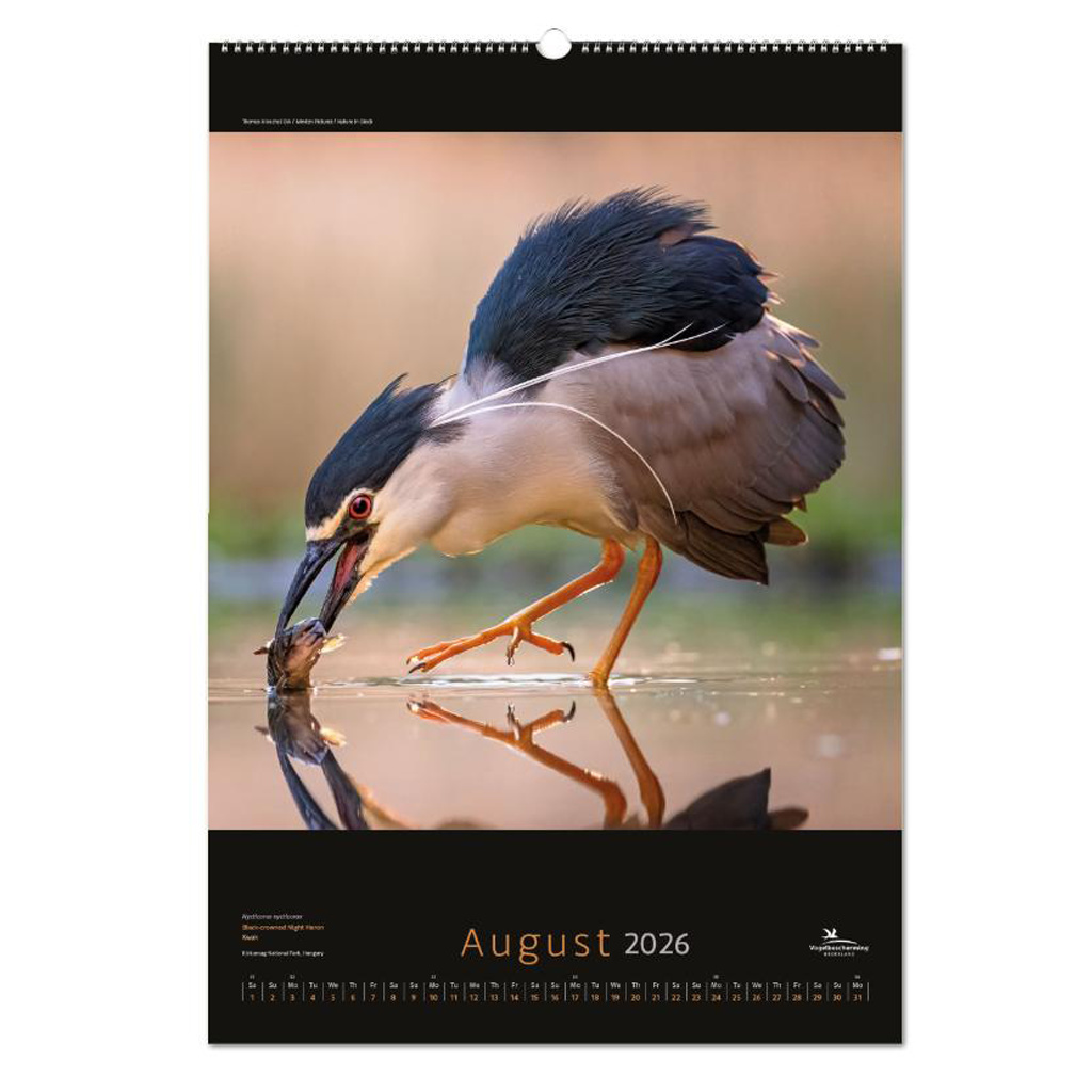 Birds poster kalender 2026