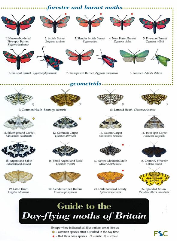 ID Chart - Guide to the Day-flying Moths of Britain