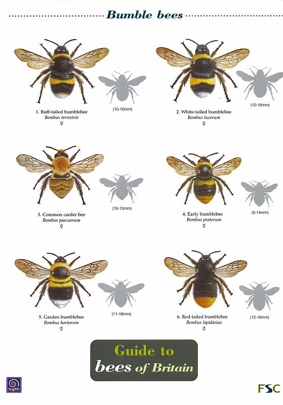 ID Chart - Guide to Bees of Britain