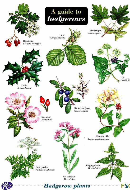 ID Chart - A Guide to Hedgerows