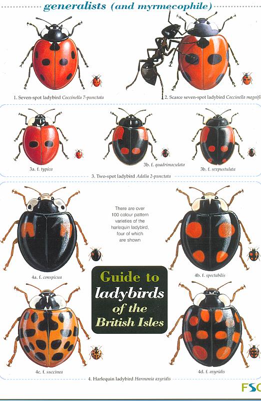 ID Chart - Ladybirds