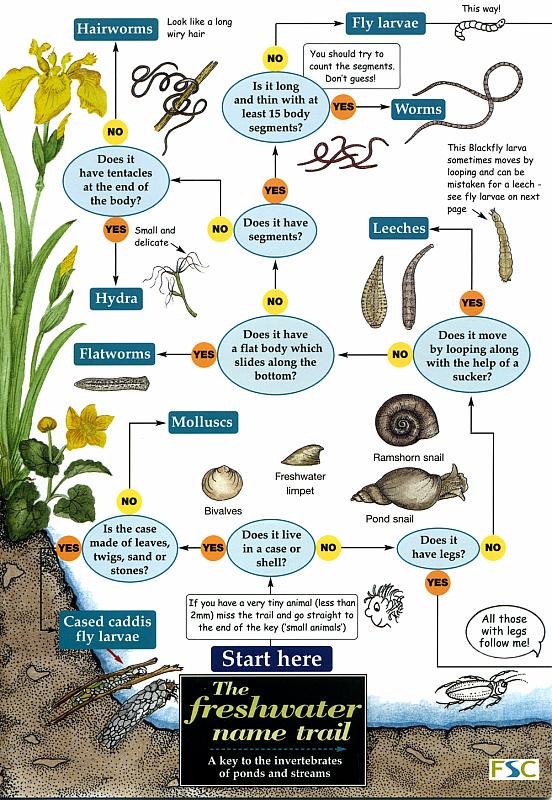 ID Chart - The Freshwater Name Trail