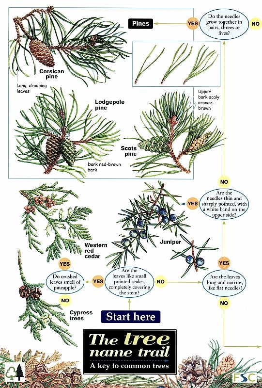 ID Chart - Tree Name Trail 