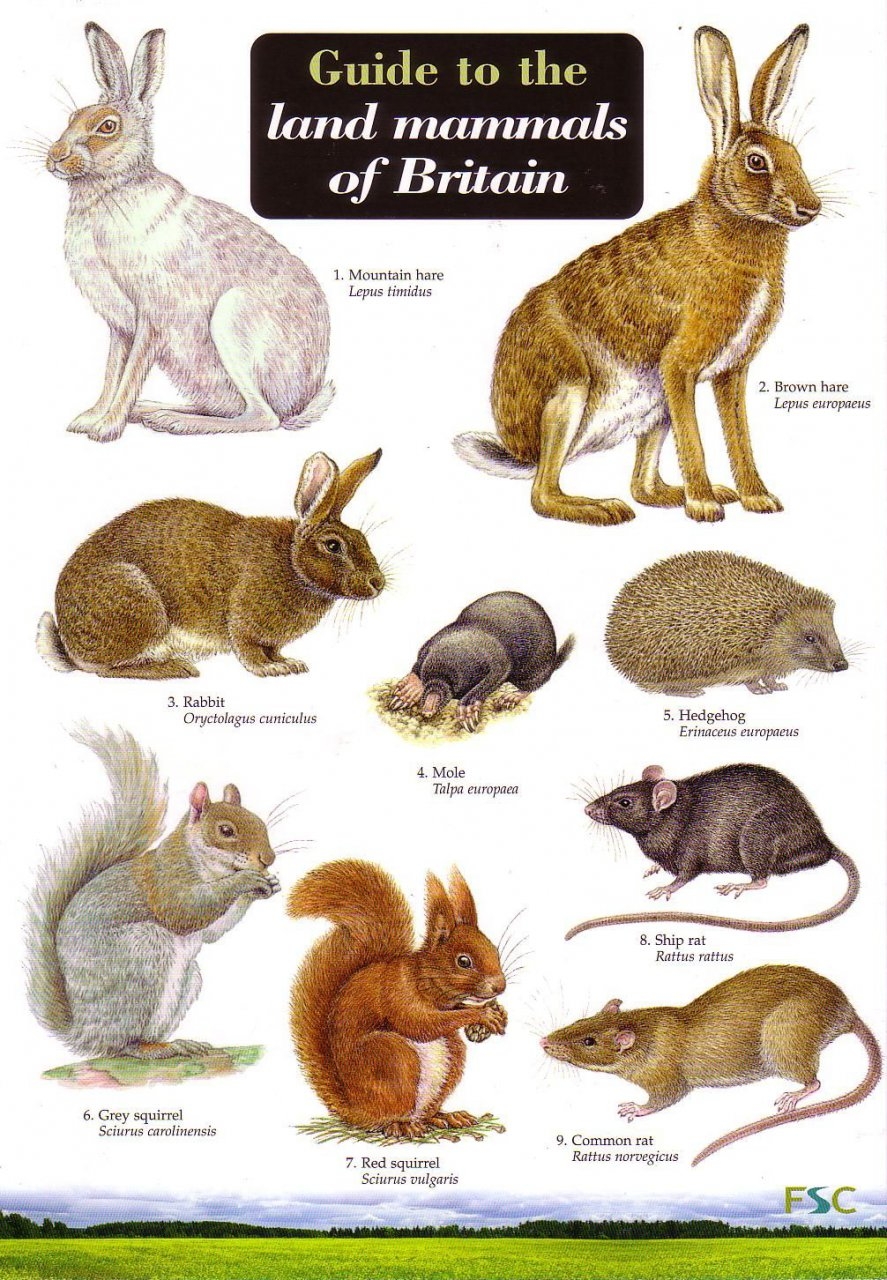 ID Chart - British Land Mammals