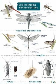 ID Chart - Guide to Insects of the British Isles