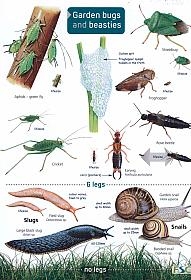 ID Chart - Guide to Garden Bugs and Beasties