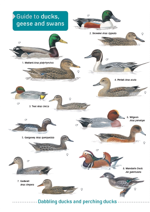 ID Chart - Guide to Ducks, Geese and Swans