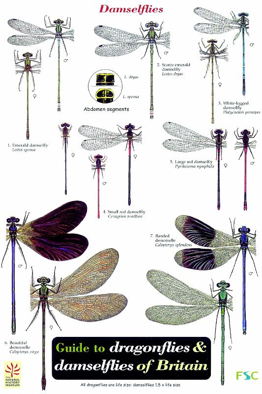 ID Chart - Dragonflies and Damselflies