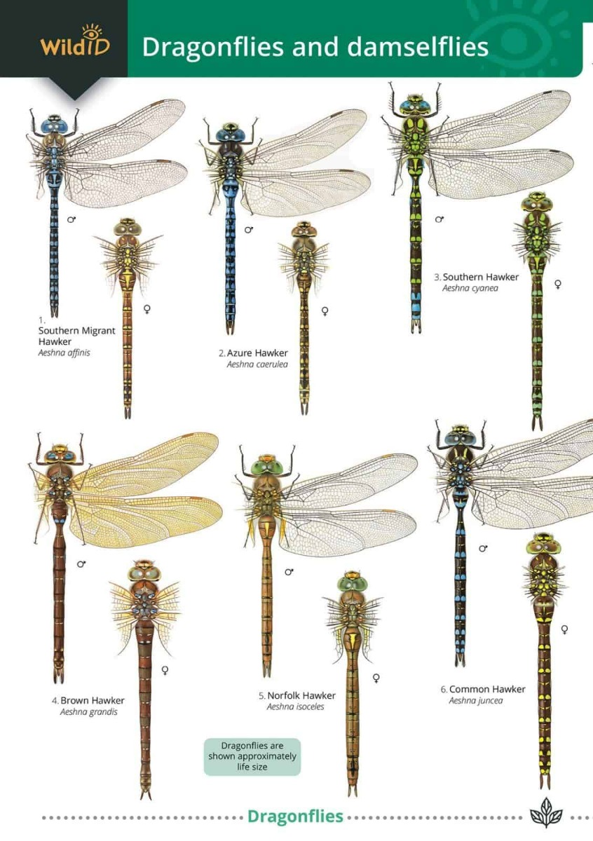 ID Chart - Dragonflies and Damselflies