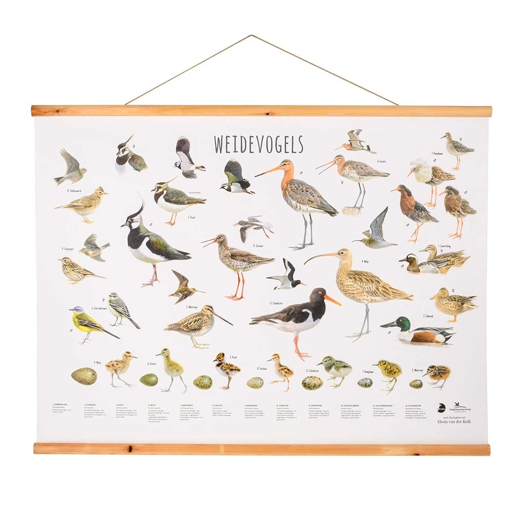 Weidevogels poster Elwin van der Kolk